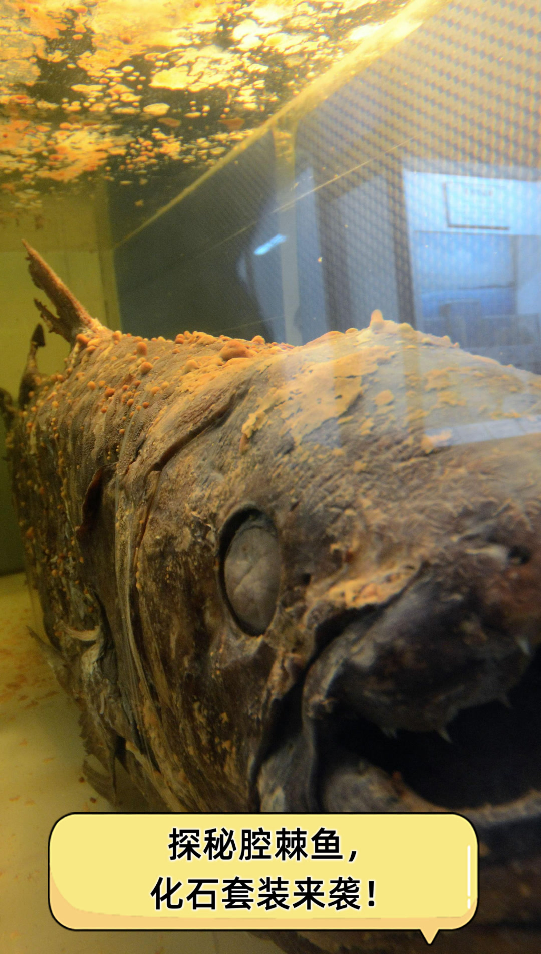探秘腔棘鱼,化石套装来袭!