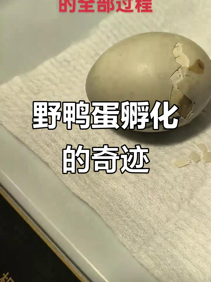 捡到野鸭蛋,28天孵化出壳全过程