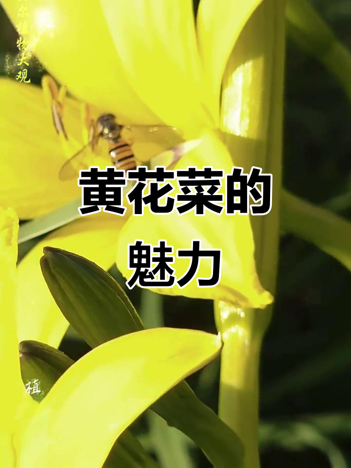 呼伦贝尔野生黄花菜:忘忧草的美丽与短暂花期