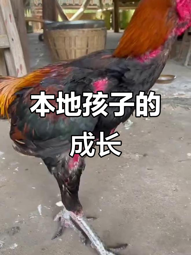 本地小孩的黑脚黑嘴,未来会如何变化?