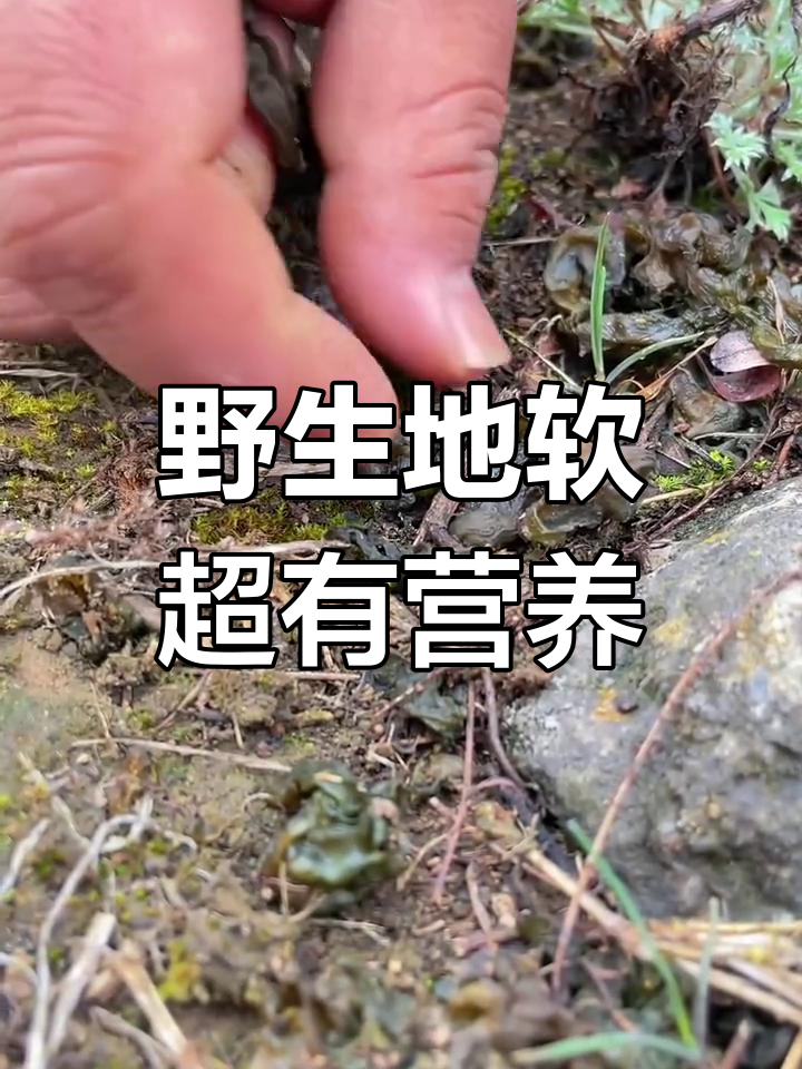 地软:蛋白质高、氨基酸丰富,营养堪比香菇