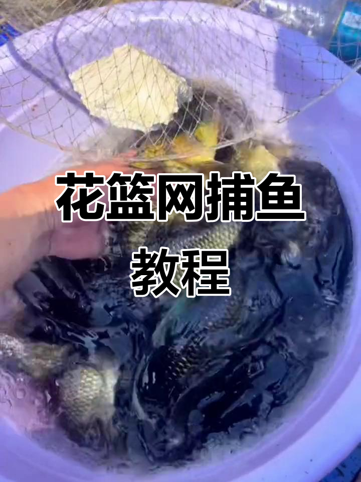 教你如何用花篮网捕捉大鱼,简单实用的技巧分享