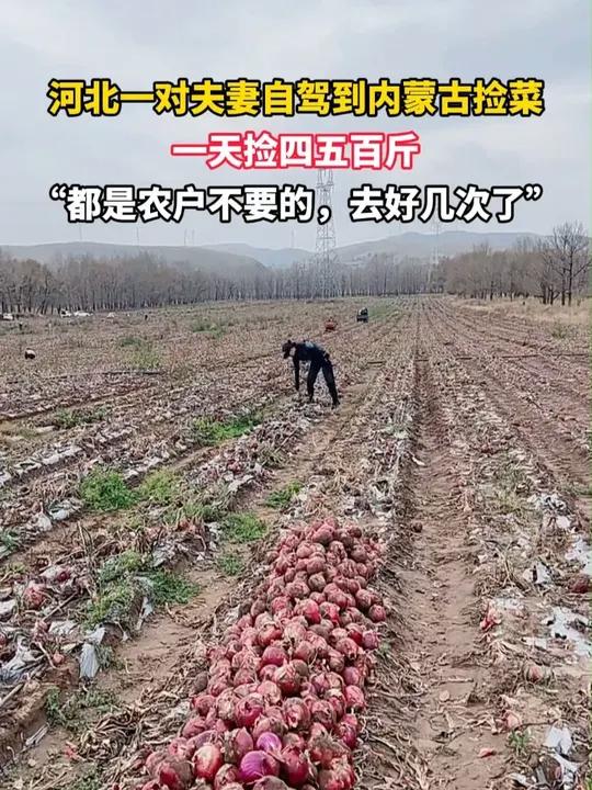 河北一对夫妻自驾到内蒙古捡菜,一天捡四五百斤,“都是农户不要的,去好几次了”