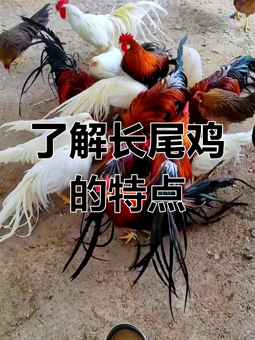 长尾鸡的美丽与养殖技巧:红白长尾品种揭秘