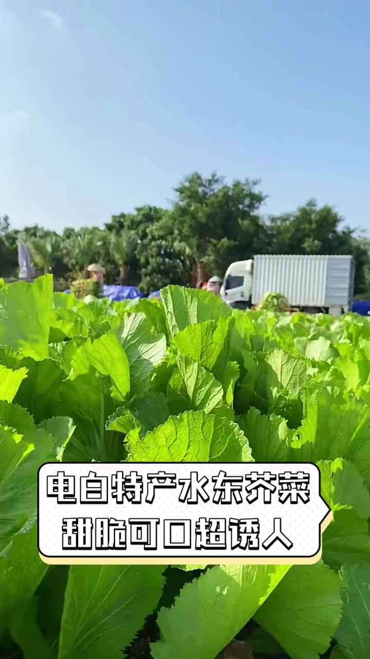 电白特产水东芥菜,甜脆可口超诱人