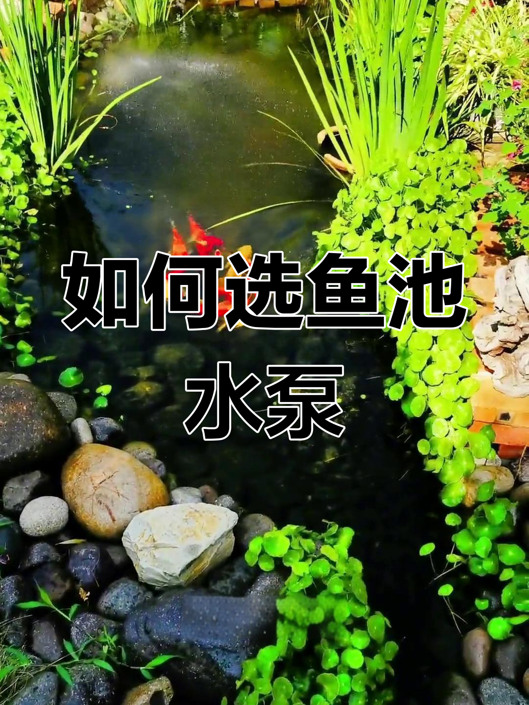 鱼池过滤泵选择指南:功率、变频与静音考量