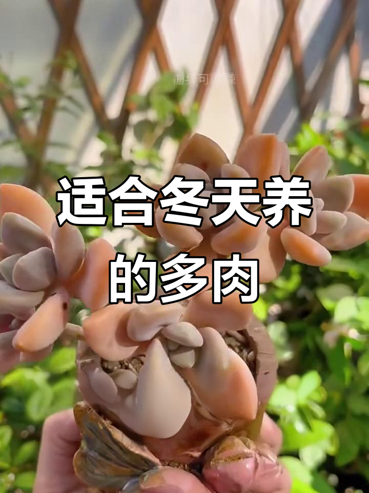 冬季耐寒多肉植物推荐，轻松过冬不愁