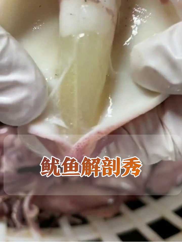 师傅刀工太秀！小鱿鱼被解剖到怀疑人生