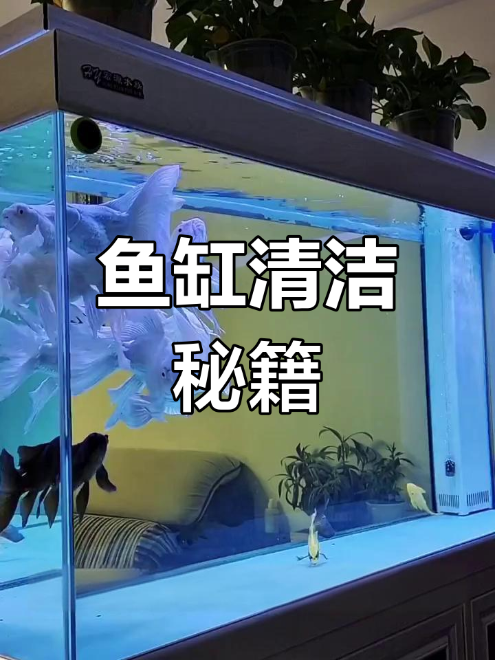 清洁鱼缸必备工具，养鱼达人必看！