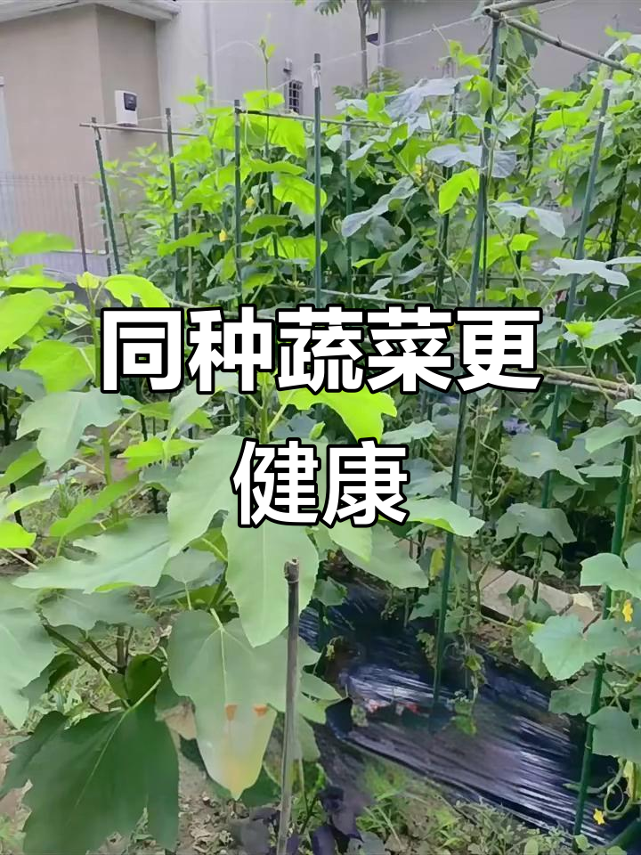 蔬菜种植有技巧,这些搭配能提高产量