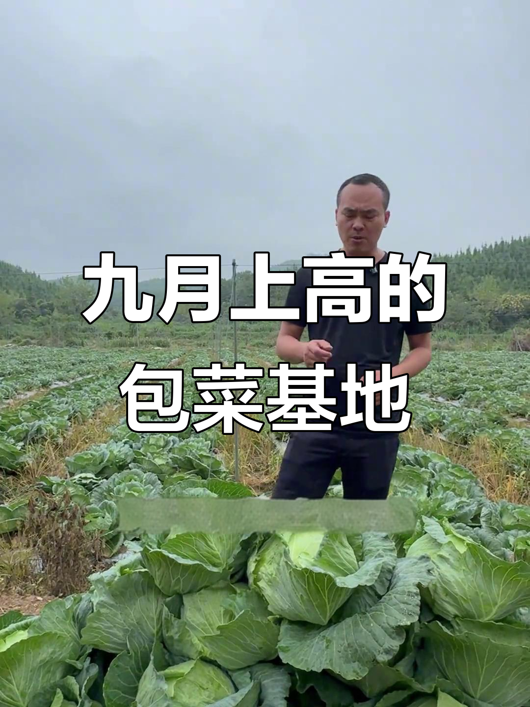 9月探访上高县毛江村包菜基地的蔬菜宝藏