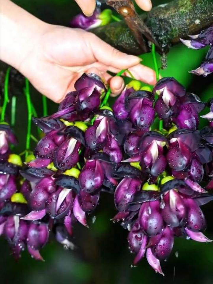 “野菜大合集”来啦，75种野菜你吃过几种？