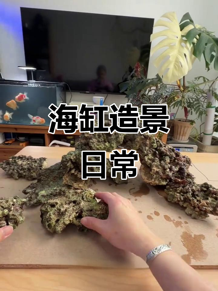 海缸造景大揭秘,石头、活石与小螃蟹的奇妙之旅