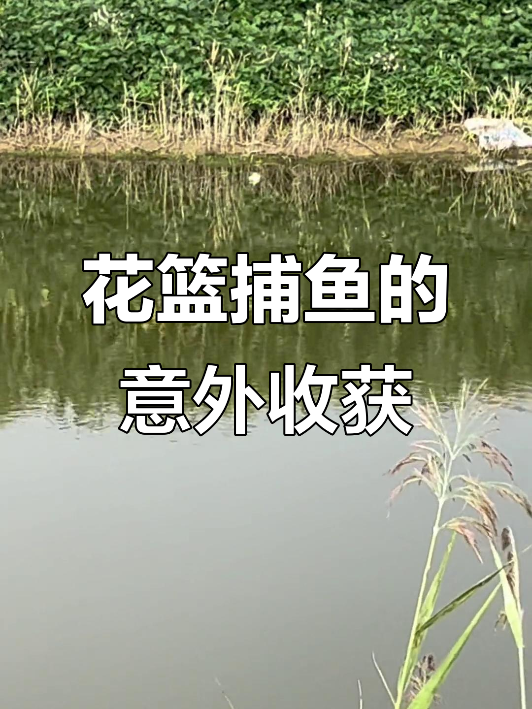 捕鱼技巧大揭秘:花篮、枯枝都能抓到草鱼