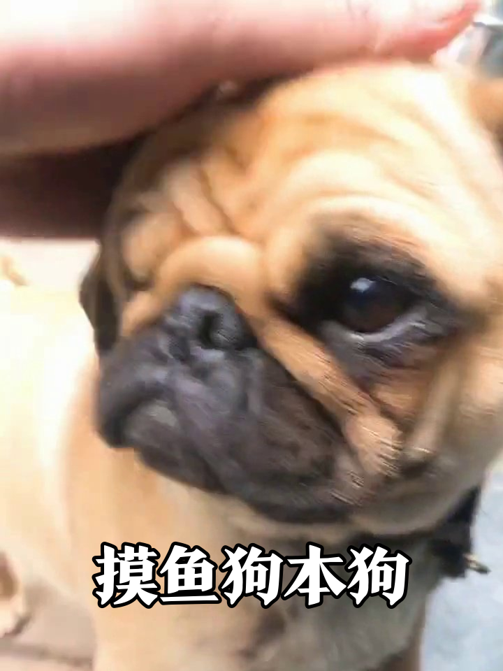 哈巴狗被摸头秒变表情包,甩尾跑路笑翻网友