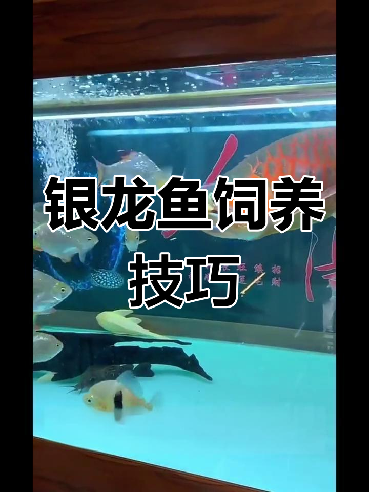 养银龙鱼全攻略:如何正确饲养