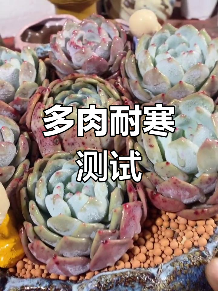 橙梦露多肉能承受零下温度吗