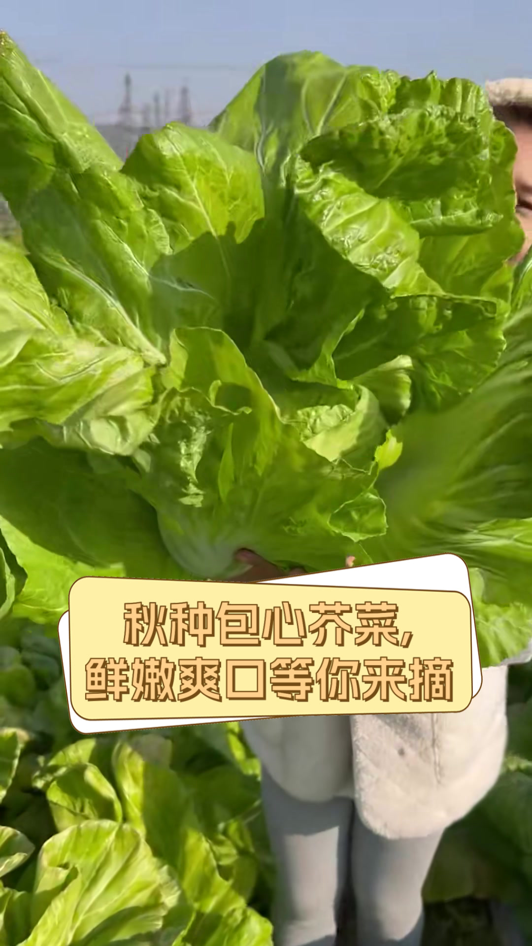 秋种包心芥菜，鲜嫩爽口等你来摘
