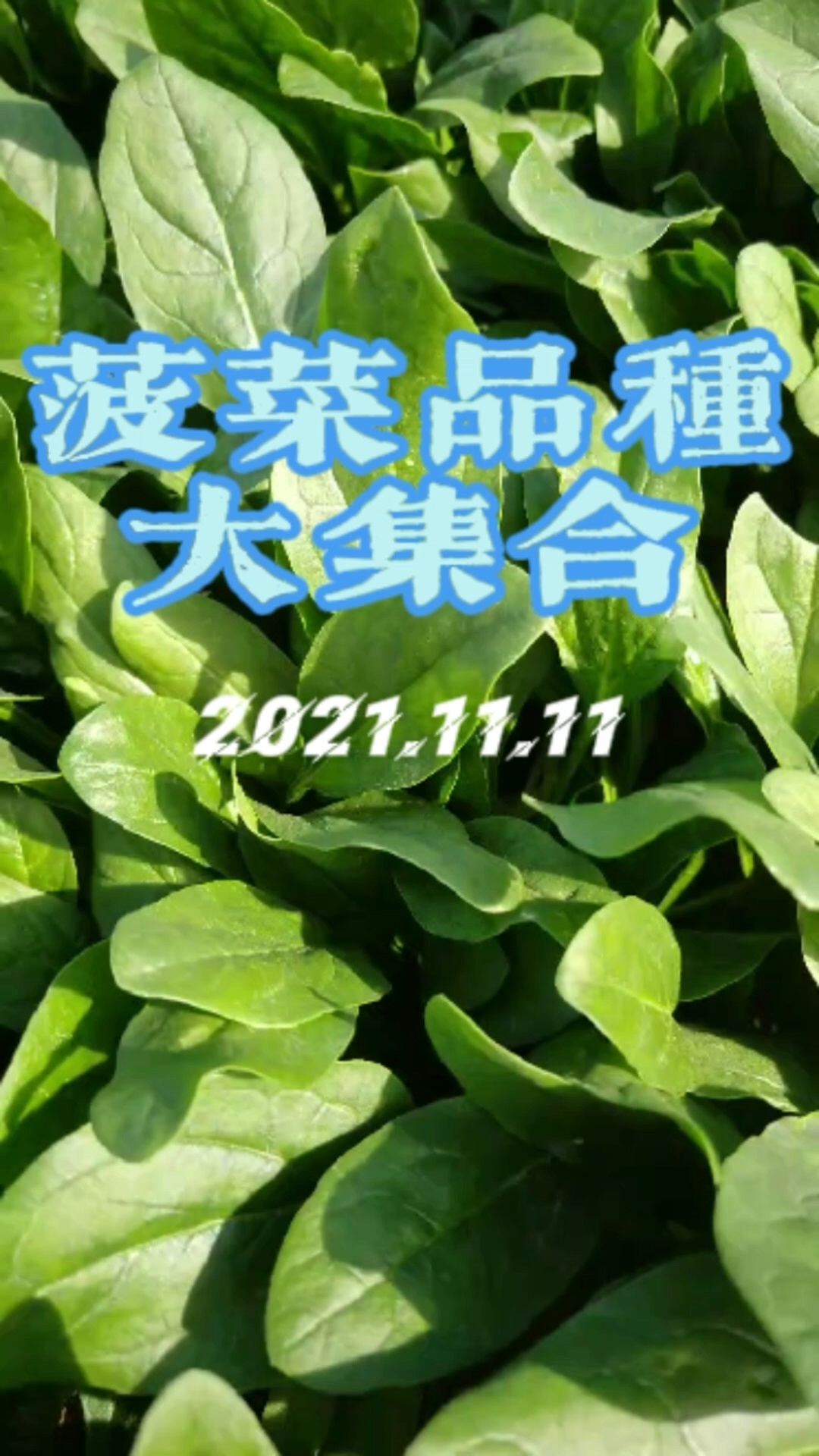 菠菜品种大集合,你认识几种呢