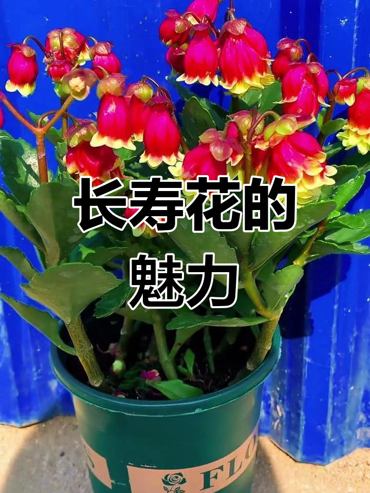 垂吊长寿花,美丽又好养护,室内摆放最合适