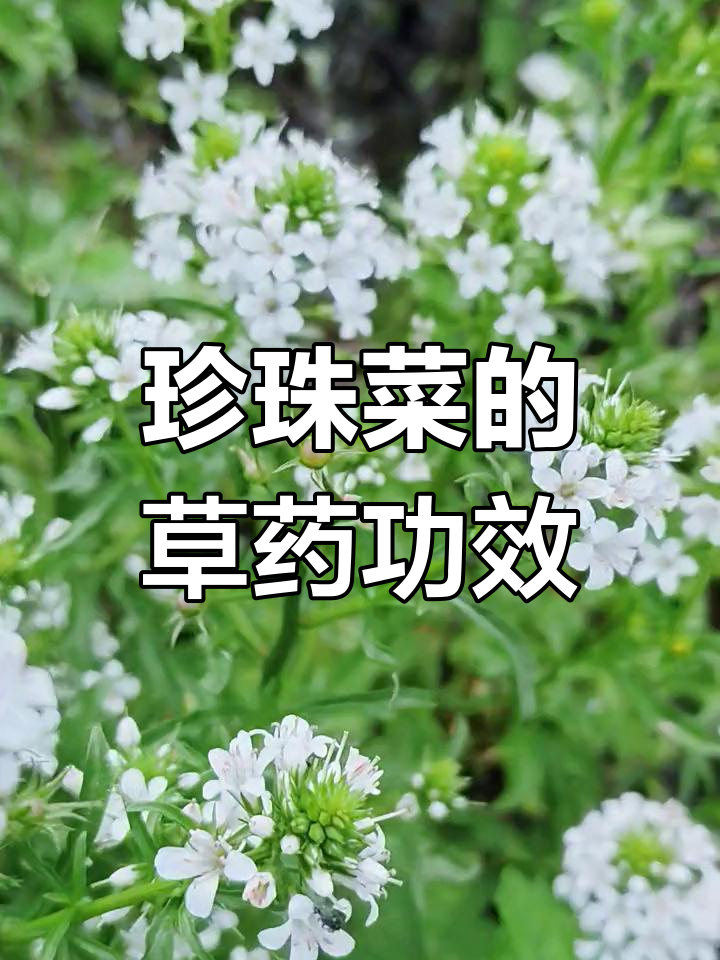 珍珠菜:报春花科草本植物,药用价值高