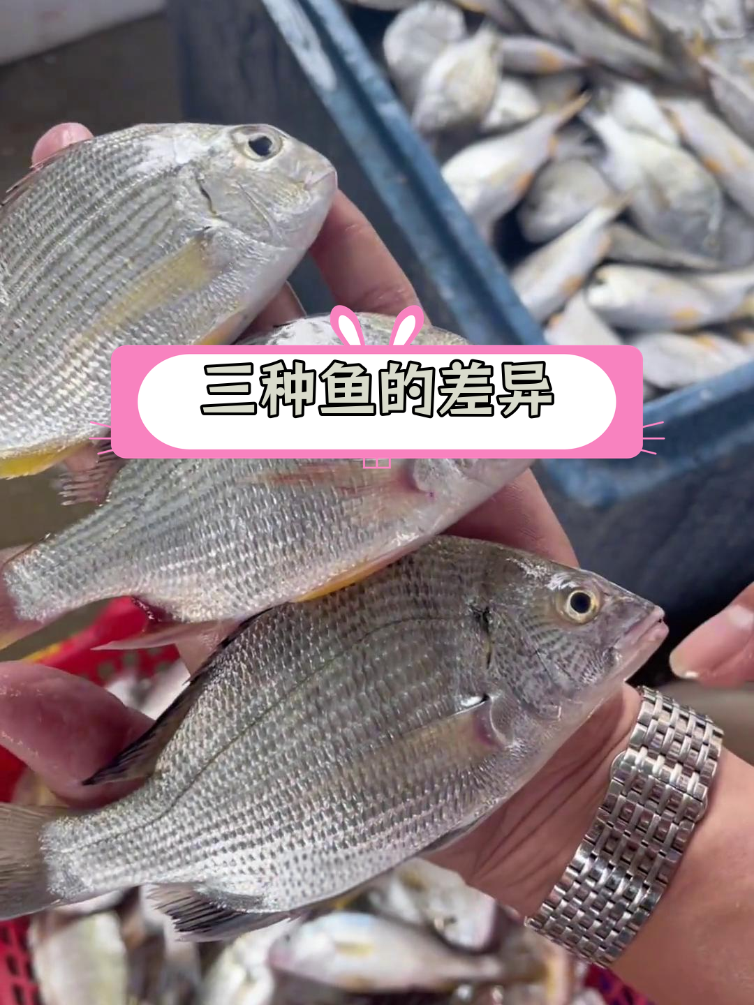 东山岛海鲜种类大揭秘,三种鱼的区别你知道吗?