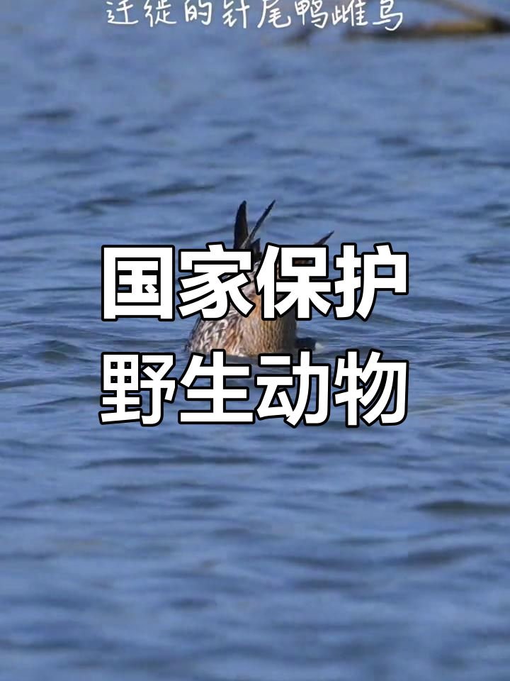 针尾鸭:濒危水生鸟类,江河湖海中的生活
