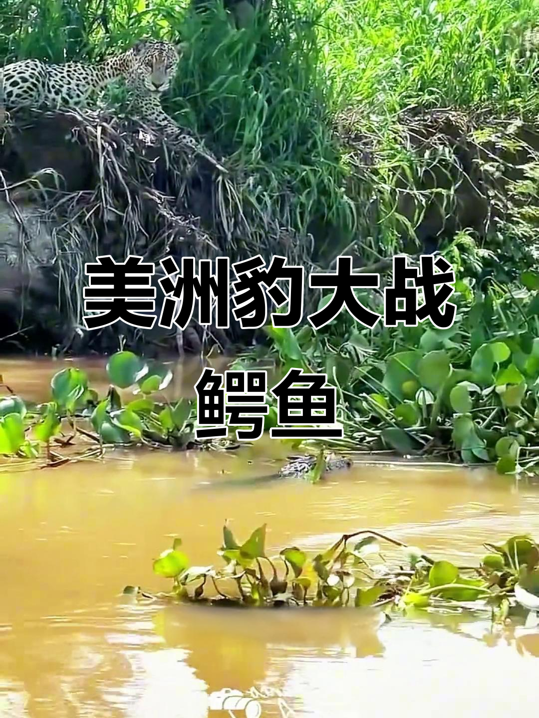 美洲豹与鳄鱼水底激战,谁能制胜?
