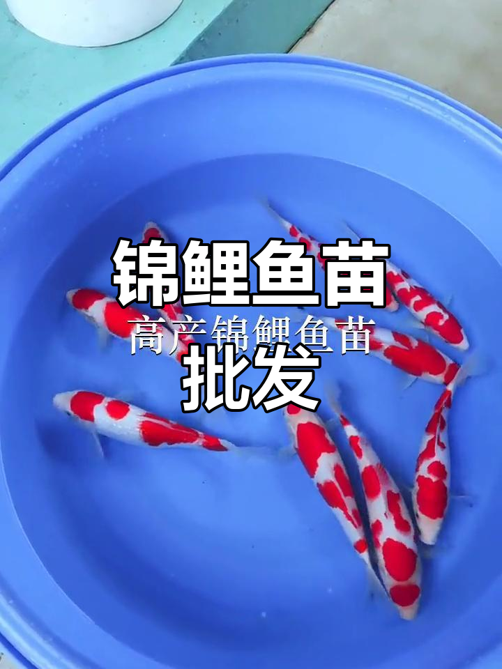 优质锦鲤鱼苗,批发供应,深圳放生首选