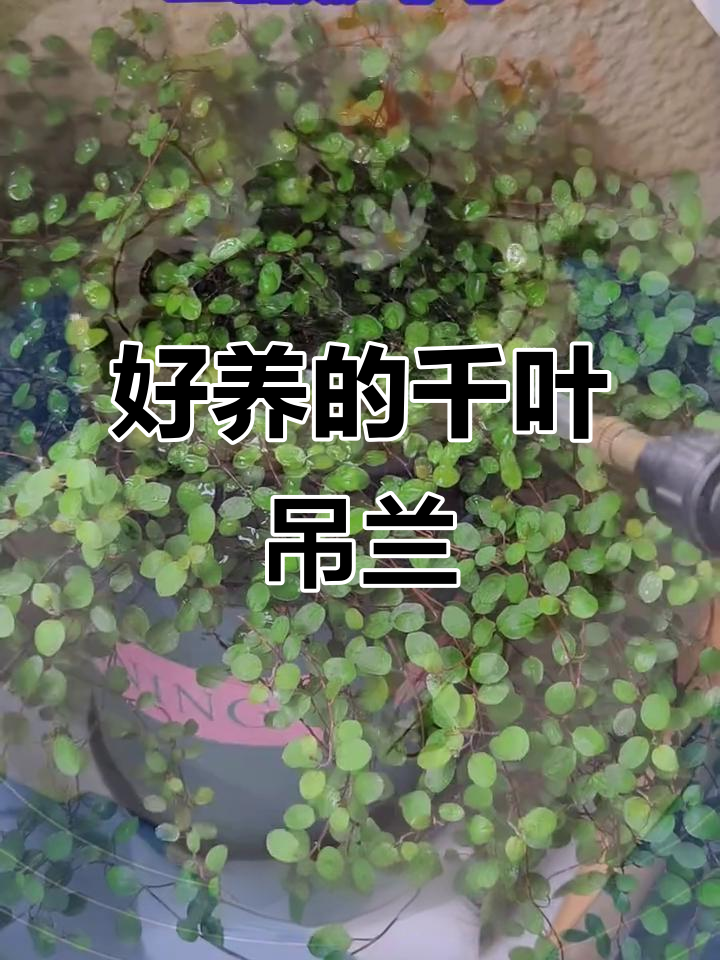 千叶吊兰比清香木更好养,蛋糕装饰必备小叶子