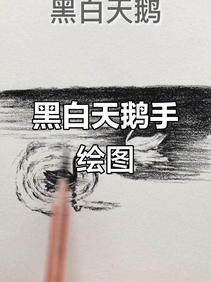 手绘黑白天鹅,简单又有趣
