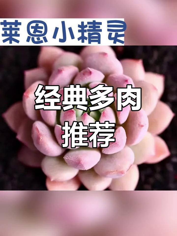 多肉植物大集合,快来收藏!