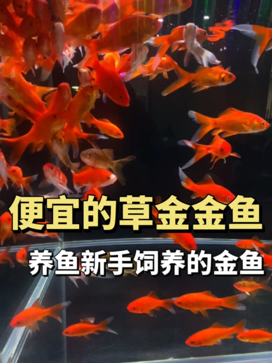 养一群草金金鱼是什么体验?