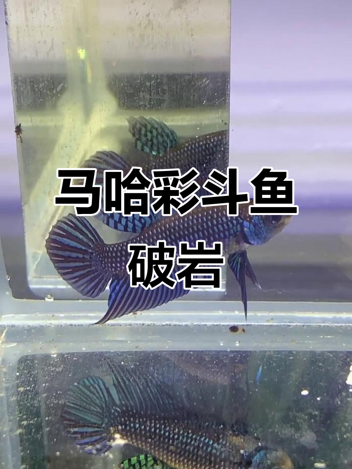 泰国斗鱼马哈彩原亚成,意志击穿顽石