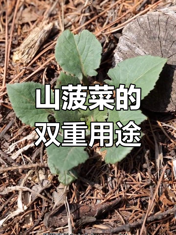 垂果南芥,果实药用,嫩苗可食,俗称山菠菜