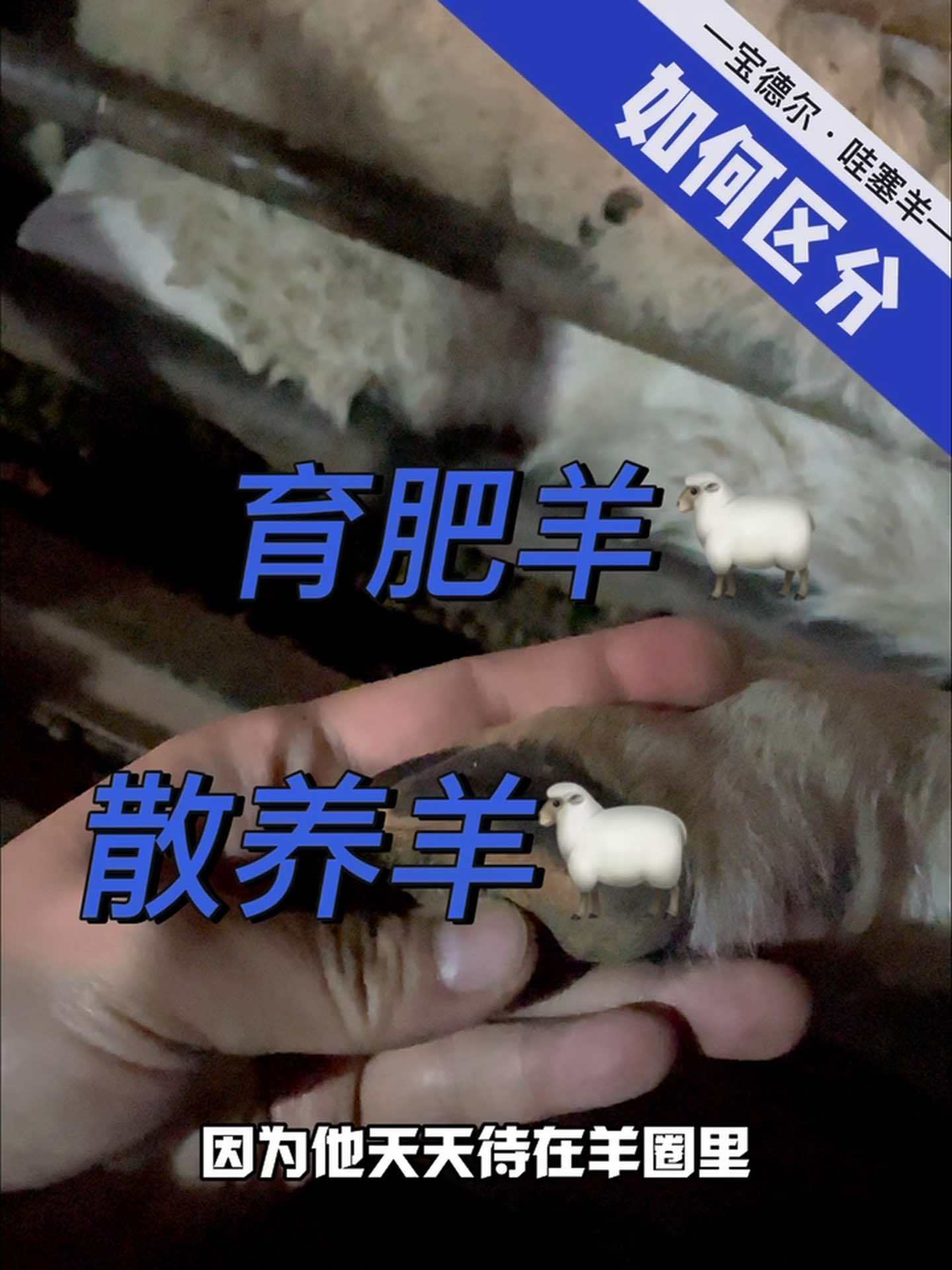圈养羊,和散养溜达羊!如何区分 牛羊肉 大口吃肉 助农行动 手抓羊肉 内蒙古特色美食推荐