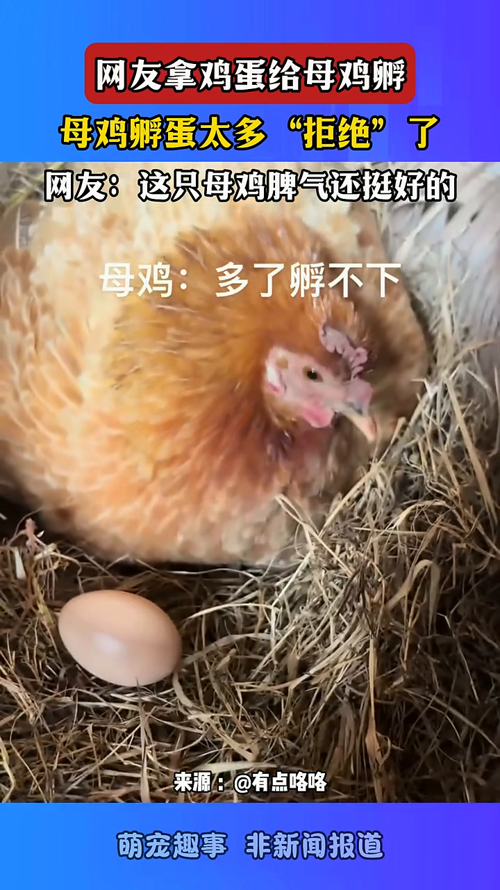 网友拿鸡蛋给母鸡孵,母鸡孵蛋太多“拒绝”了