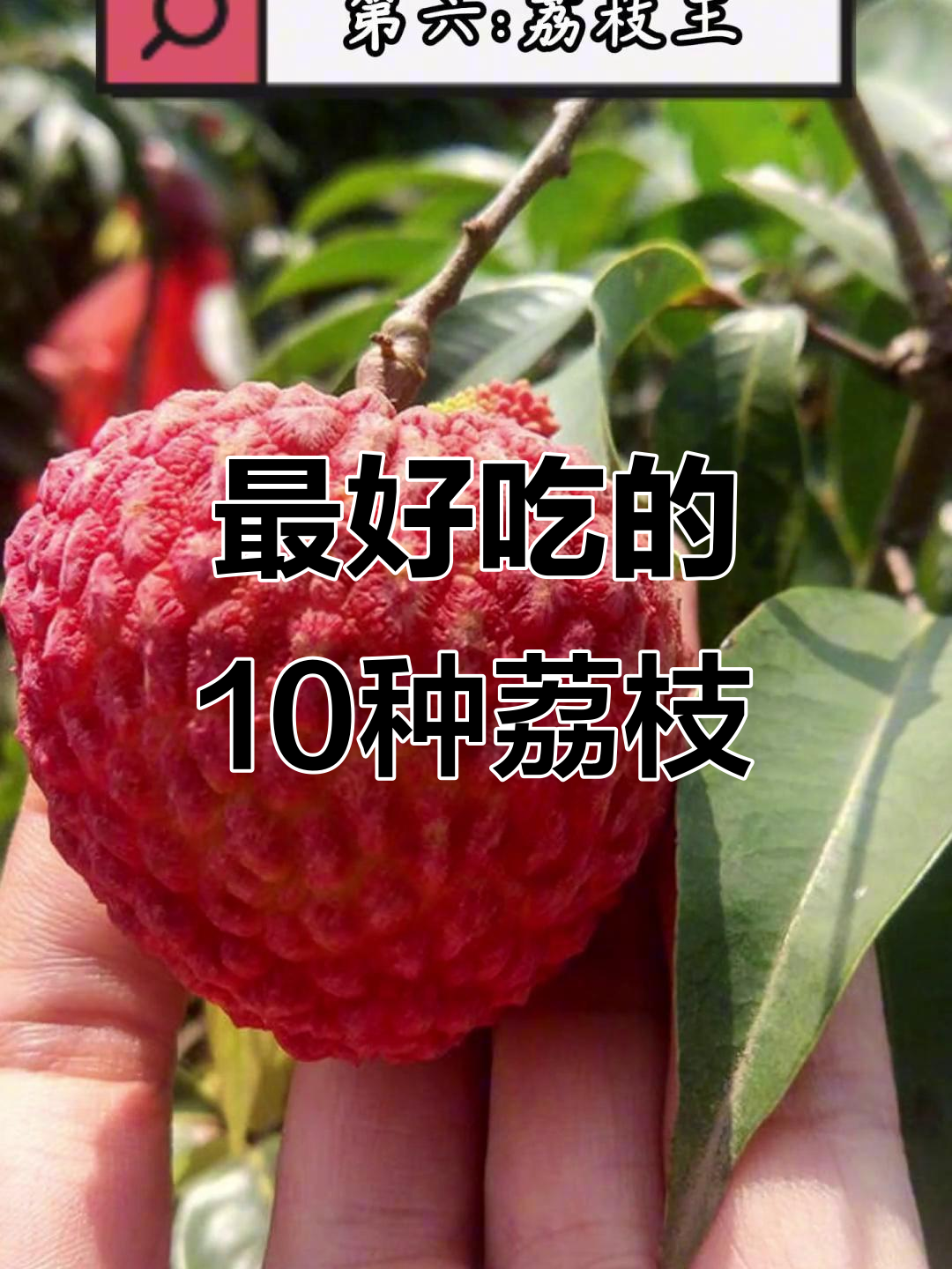 广东荔枝大比拼,哪些品种最受欢迎?