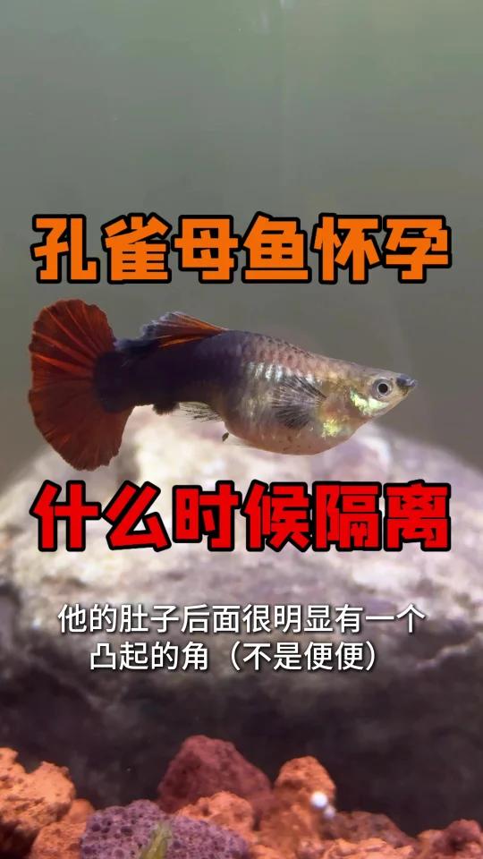 孔雀母鱼怀孕隔离征兆|评论区帮看