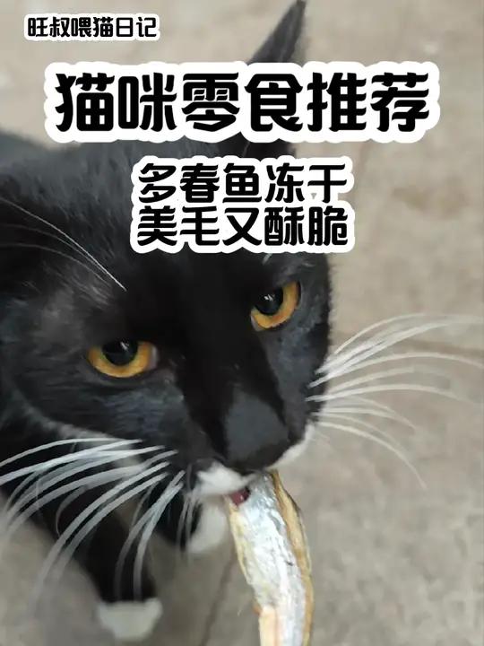 旺叔喂猫日记:猫咪零食推荐,多春鱼冻干,美毛又酥脆 猫零食猫咪冻干零食推荐萌宠好物新手养猫