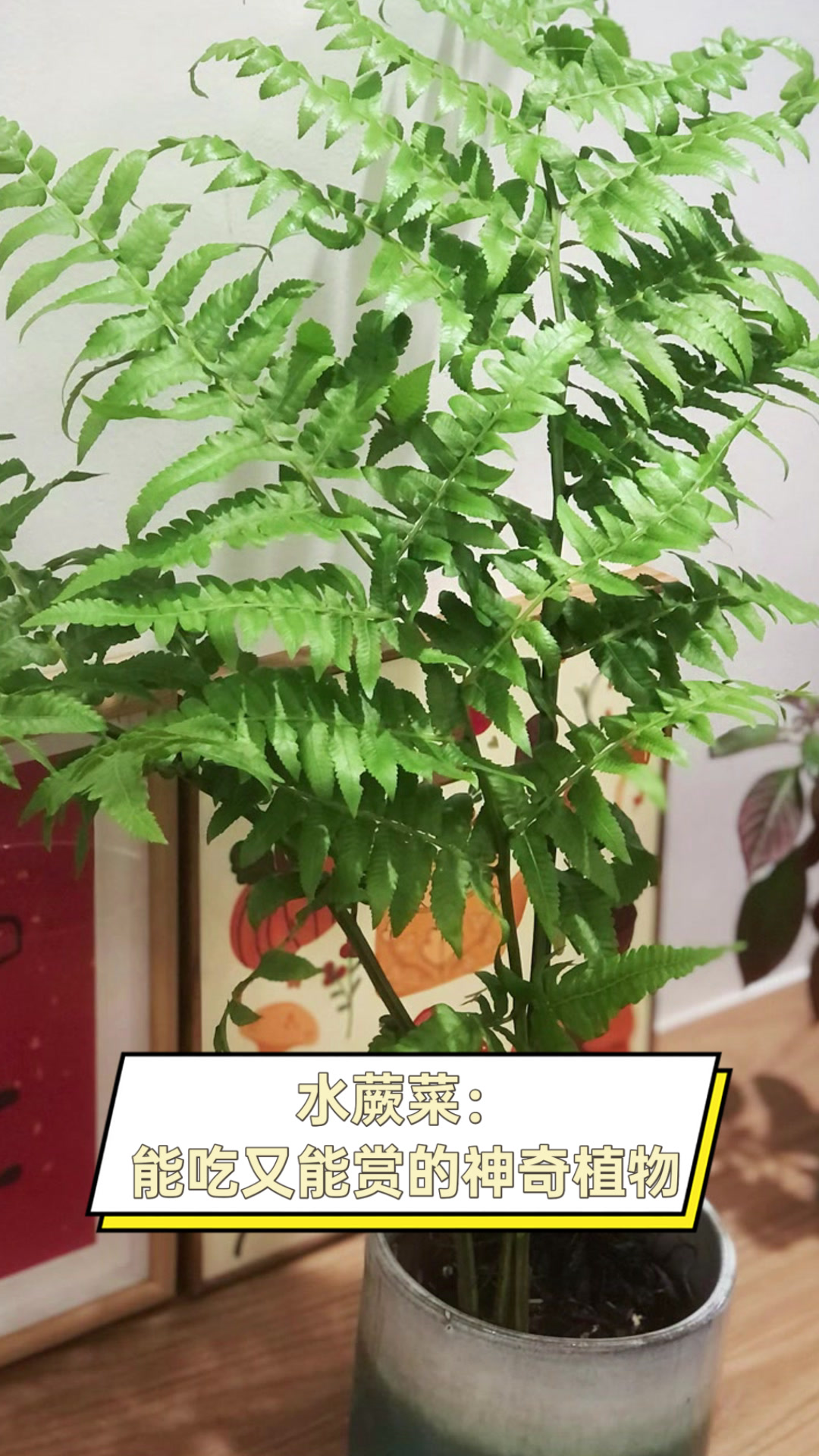水蕨菜:能吃又能赏的神奇植物