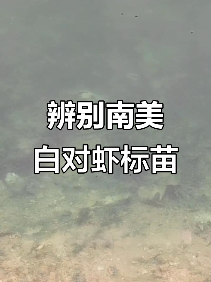 南美白对虾游塘现象解析,如何判断标苗健康