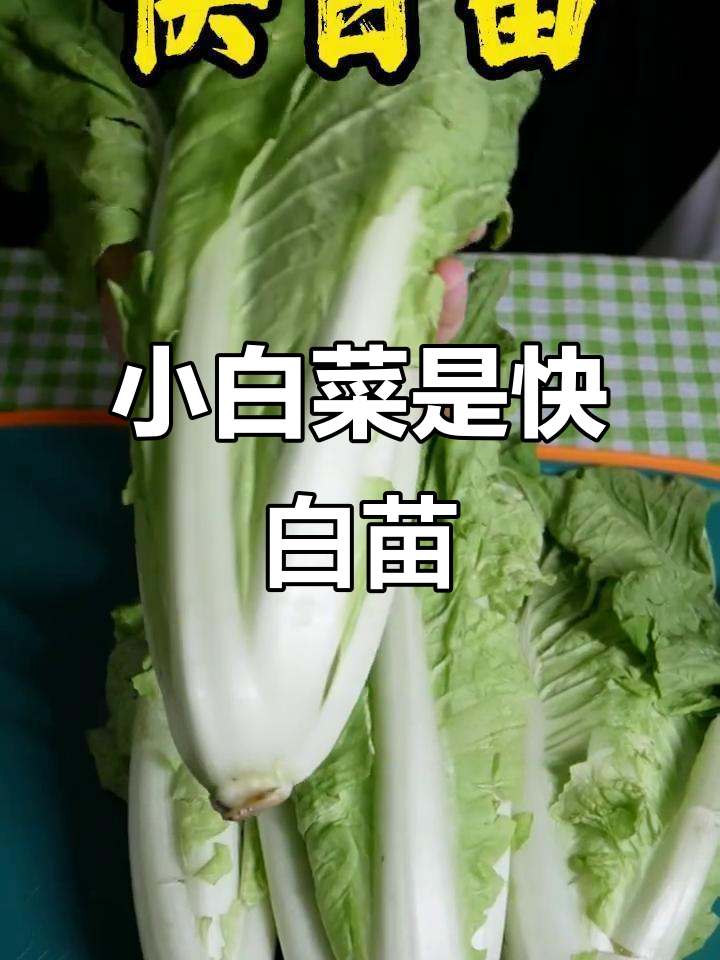 快白苗真的是杭白菜吗?小白菜与大白菜的区别