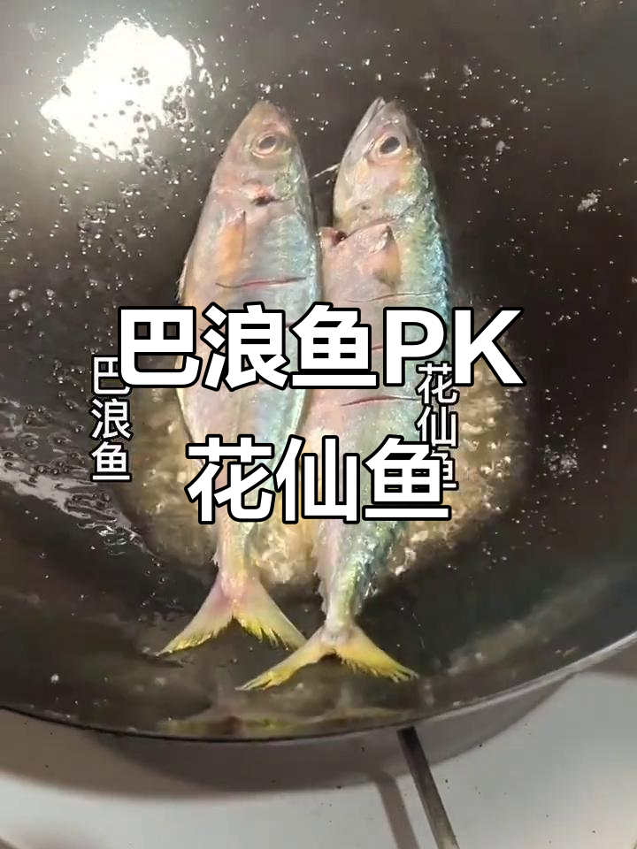 巴浪鱼与花仙鱼的终极对决，谁更胜一筹？