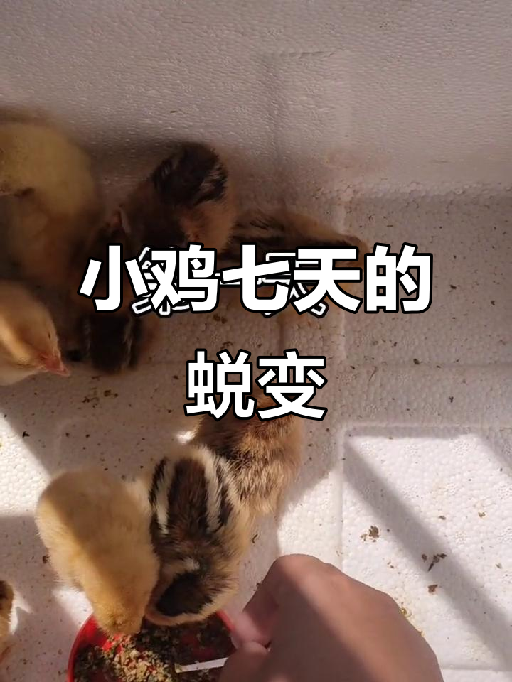 水床孵化器中的小鸡成长记:七天变化大揭秘