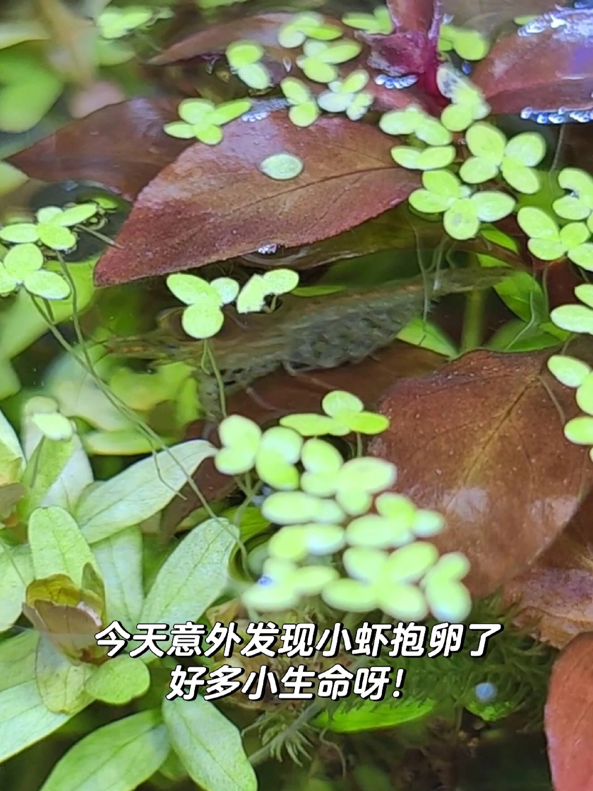 号外:水质超清!黑壳虾抱卵!