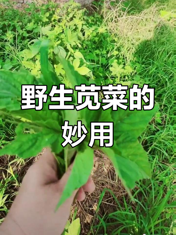 野生苋菜:小时候的凉拌美味,现在你知道它的作用吗?