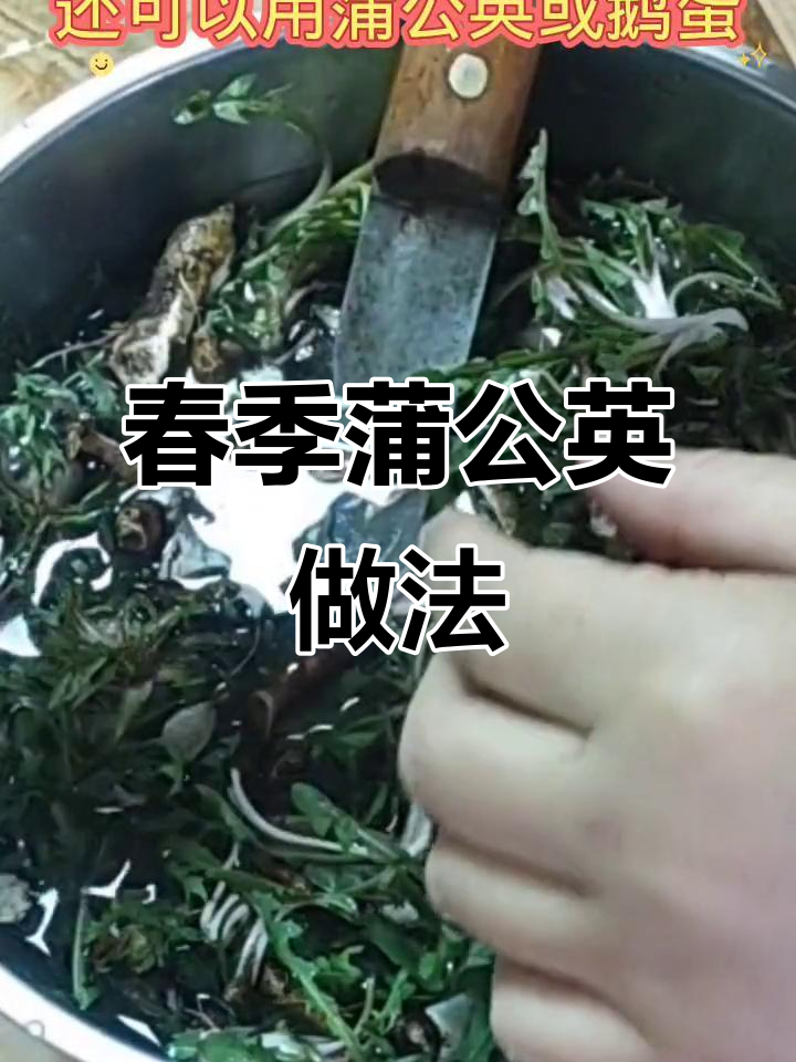春天挖蒲公英,嫩新鲜又好吃!教你做婆婆丁美食
