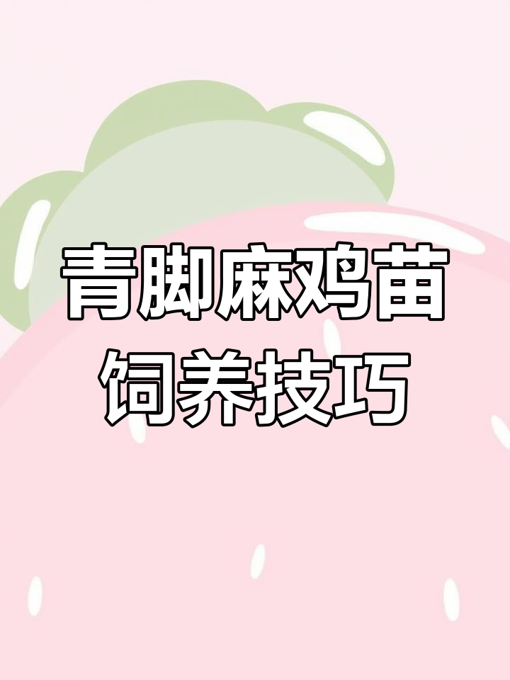 快大型青角麻鸡苗出壳，养殖注意事项全解析