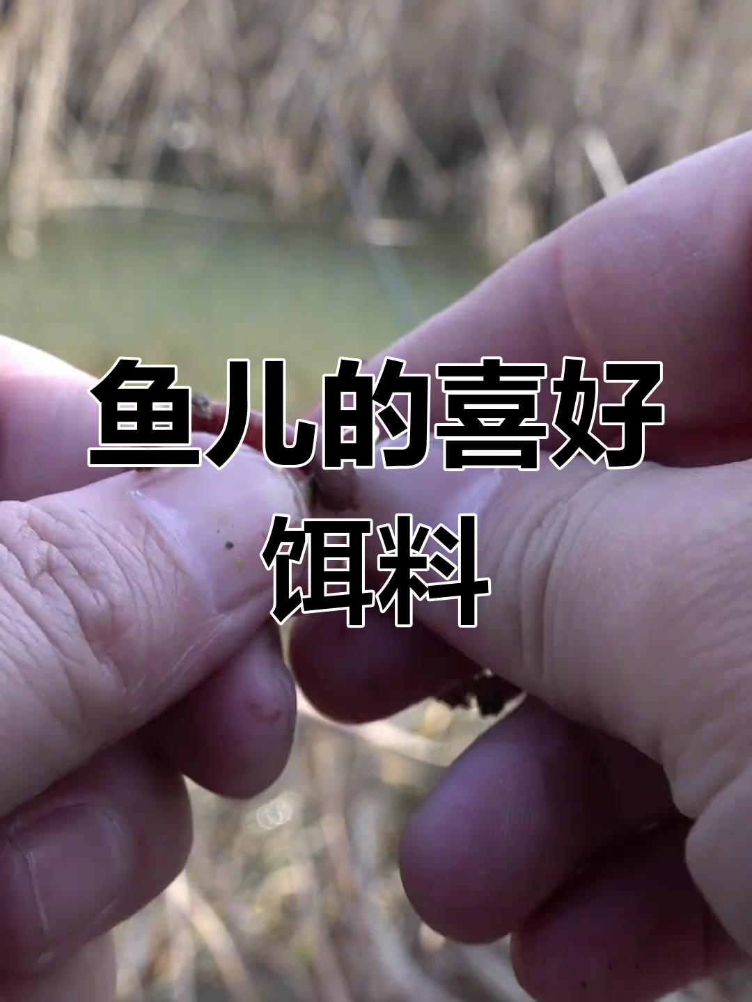 各种鱼儿喜欢的饵料大揭秘,钓鱼人必看!